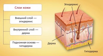 строение кожи