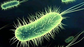 escherichia-coli
