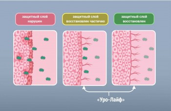 УРОЛАЙФ протектор слизистой мочевого пузыря УРОЛАЙФ протектор слизистой мочевого пузыря