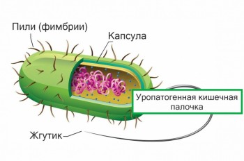 Восстановление микрофлоры после цистита